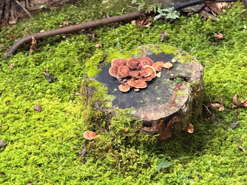 D5 岚山苔藓 - 竹林最最开始这是想坐深夜巴士到东京的，但最后还是不折腾了，来了龟冈这边的酒店住一晚