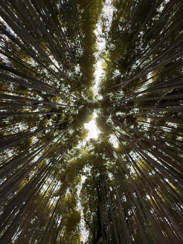 D5 岚山苔藓 - 竹林最最开始这是想坐深夜巴士到东京的，但最后还是不折腾了，来了龟冈这边的酒店住一晚